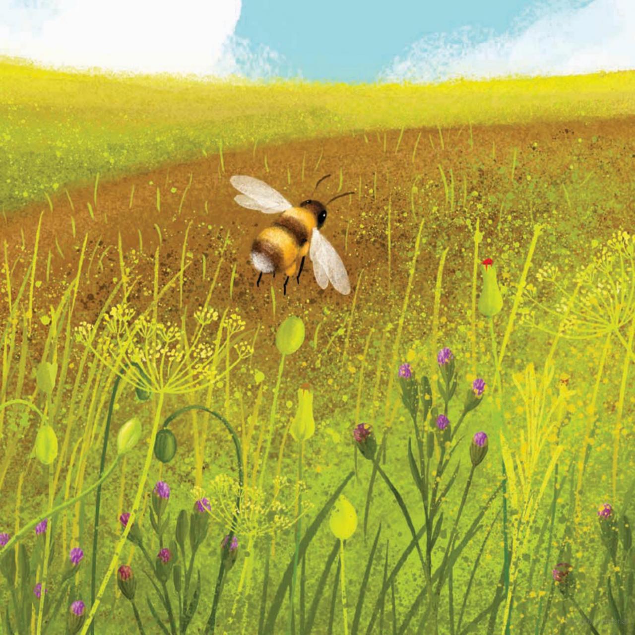 WILDFLOWERS GROW  BB