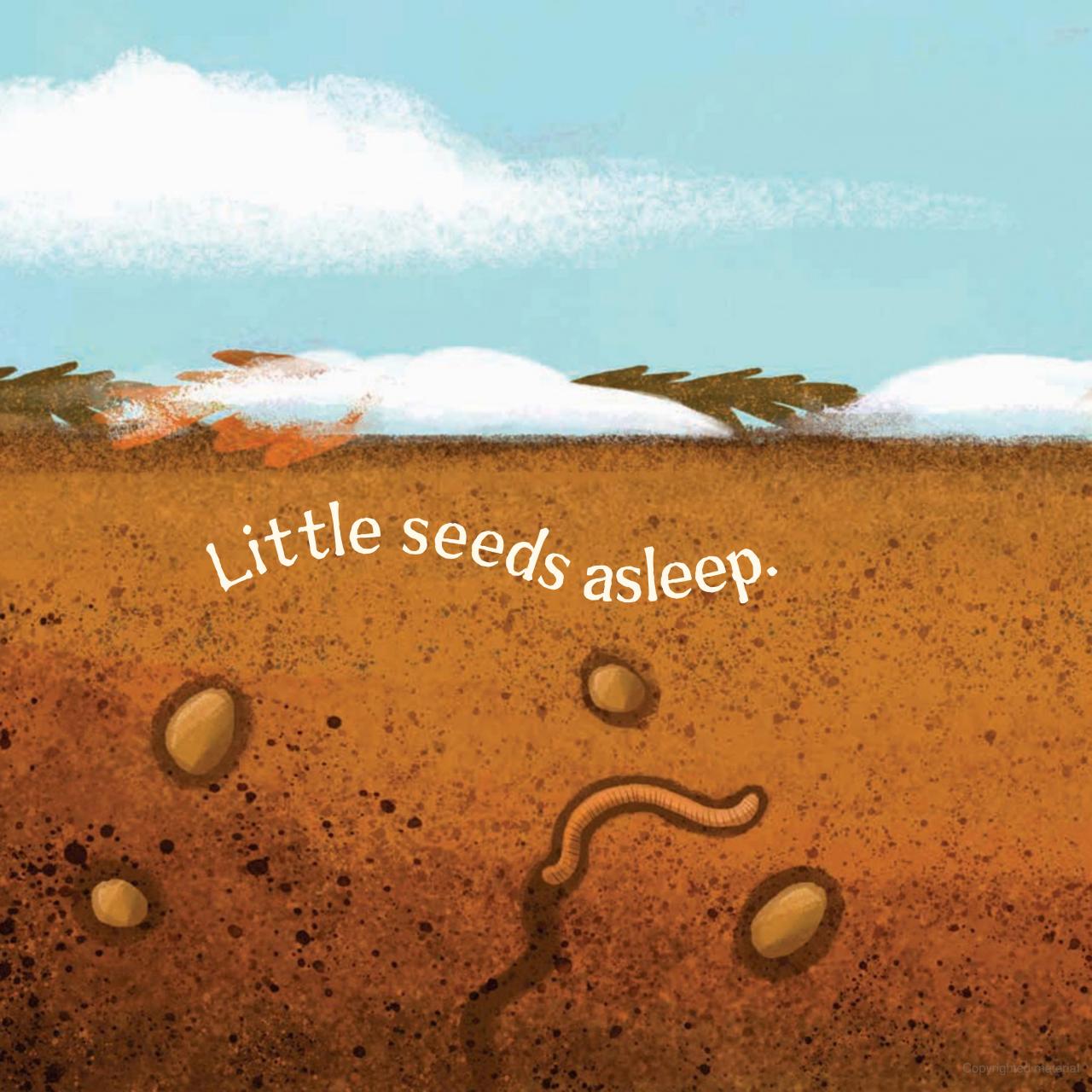 WILDFLOWERS GROW  BB