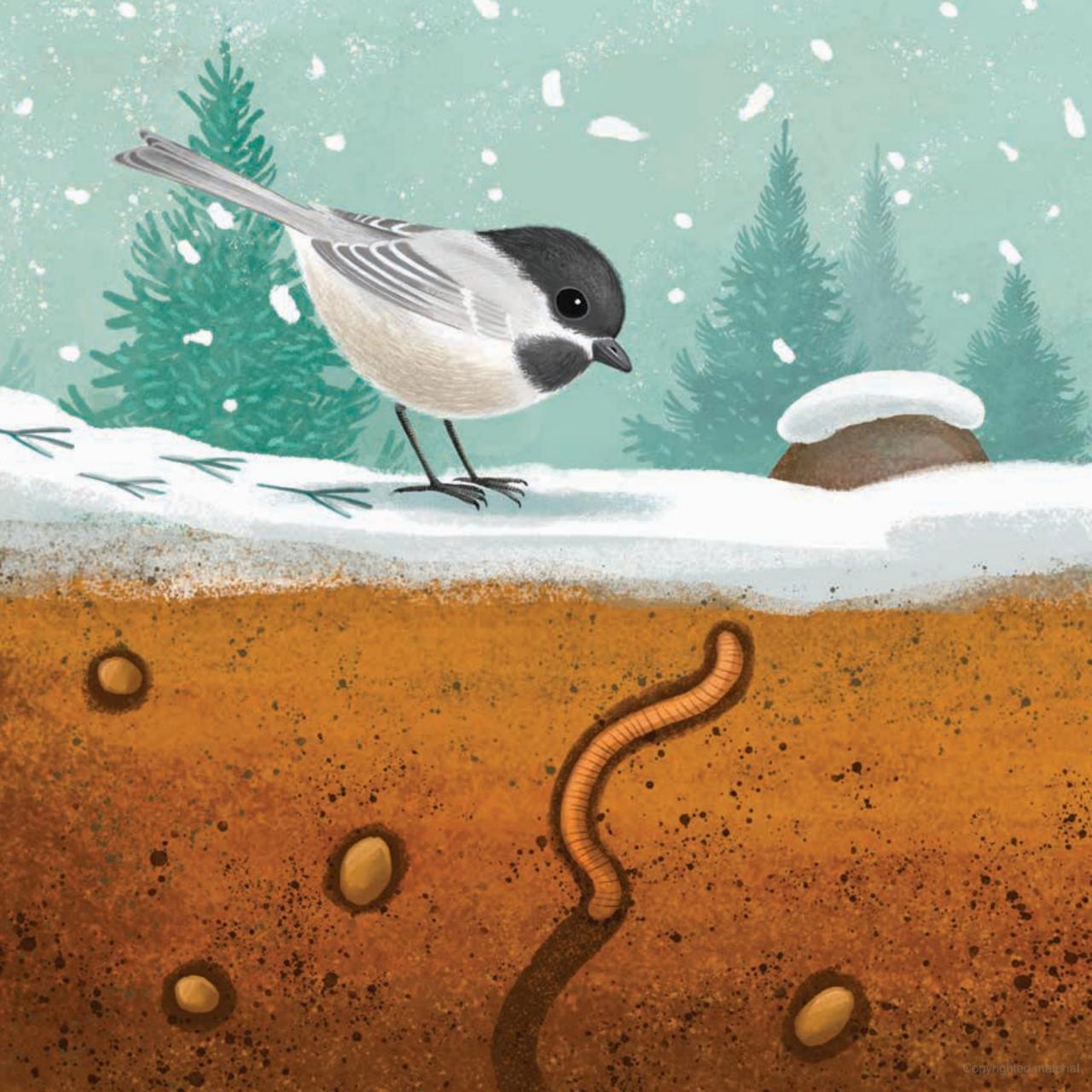 WILDFLOWERS GROW  BB