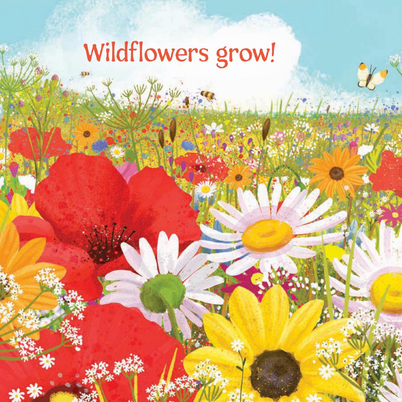 WILDFLOWERS GROW  BB
