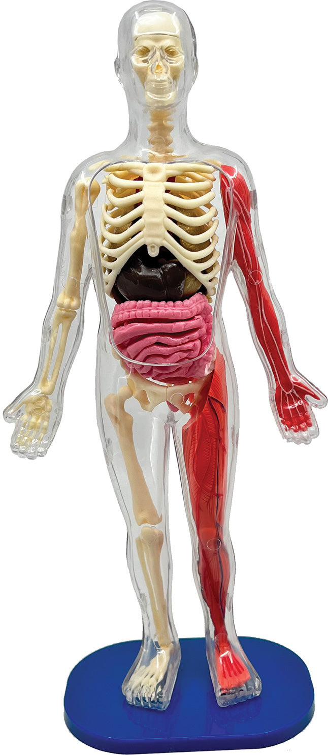 Poosay Body Part HUMAN BODY SQUISHY — Clothes Pony