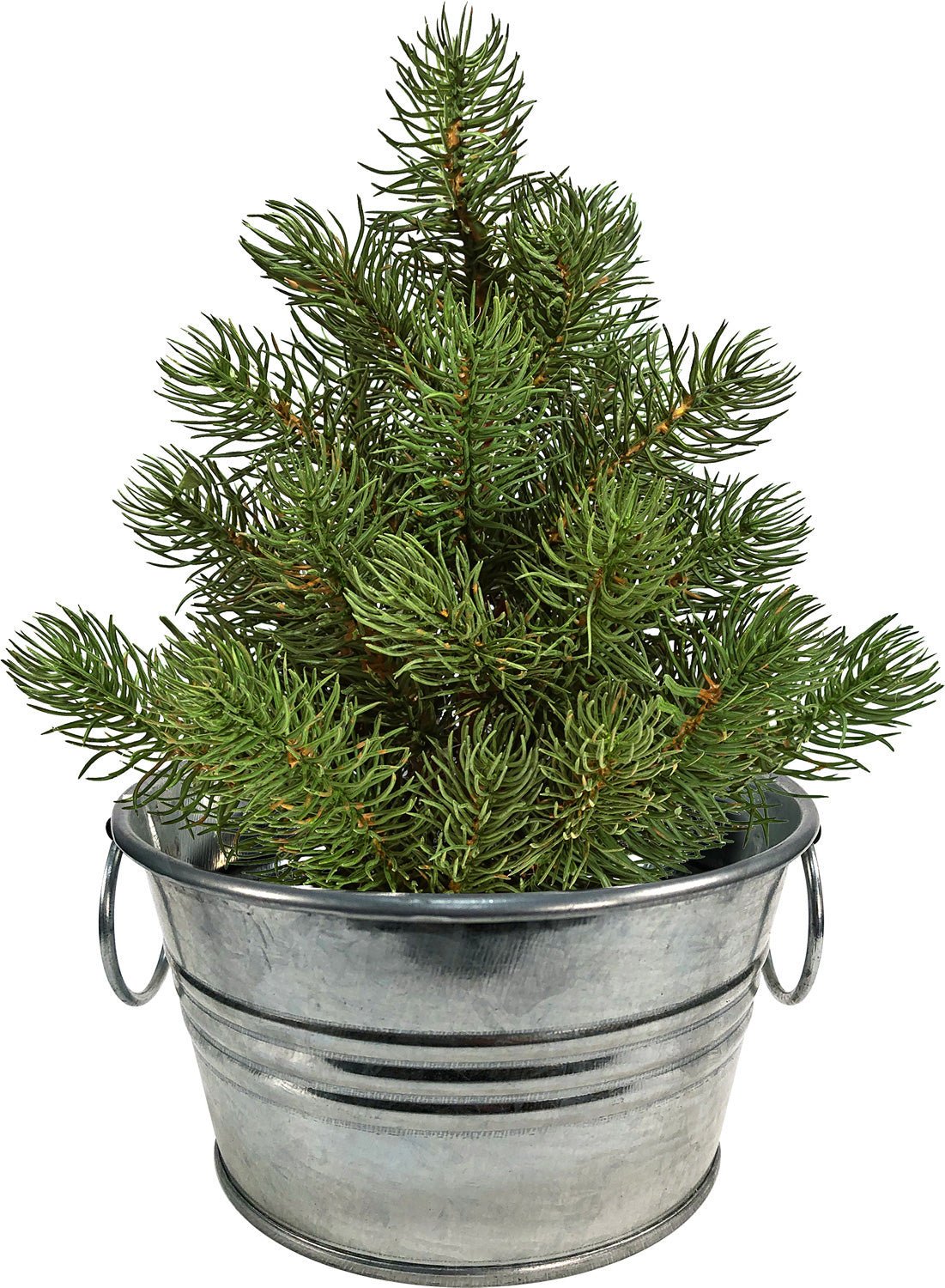 PERFECT PINE GROW YOUR OWN TREE