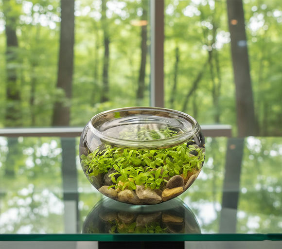 Mini Water Plant Glass Terrarium