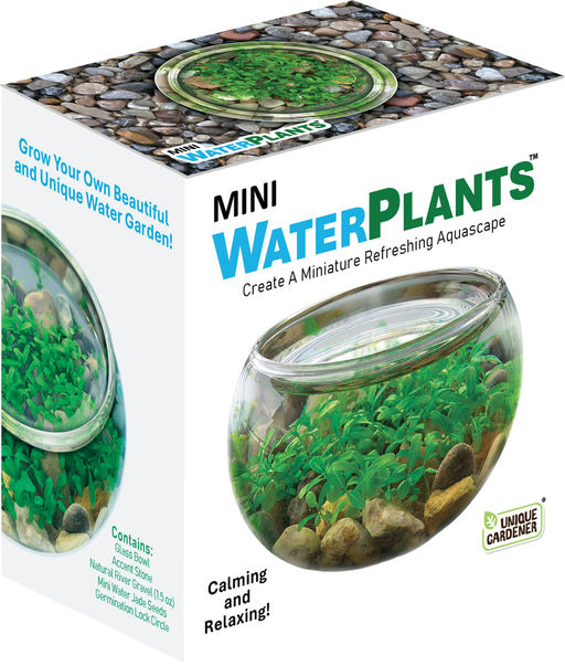 Mini Water Plant Glass Terrarium